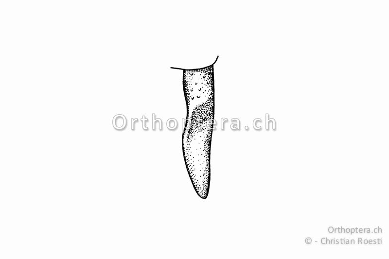 Rechter Cercus von Yersinella raymondii ♂ von oben. Er ist gerade und auf der Innenseite s-förmig ausgebuchtet.