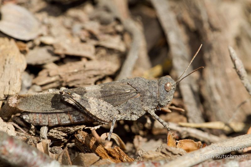 Oedipoda germanica ♀ - CH, GR, Calanda, 11.09.2011