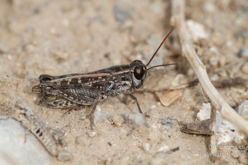 Calliptamus barbarus ♂ - GR, Zentralmakedonien, Katerini, 02.08.2012