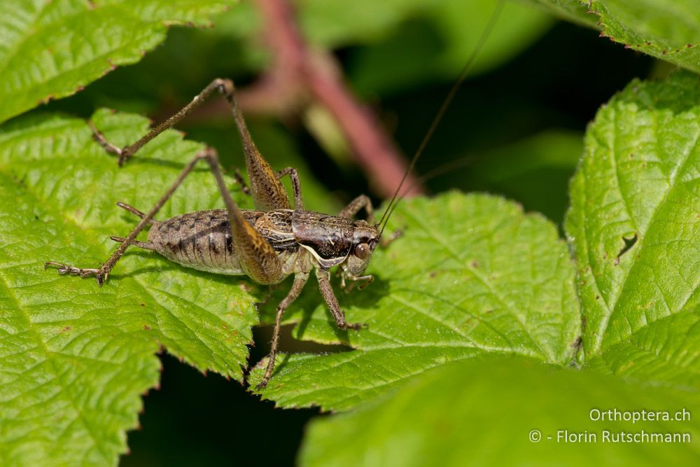 Pachytrachis gracilis Männchen - HR, Istrien, Roč, 01.08.2014