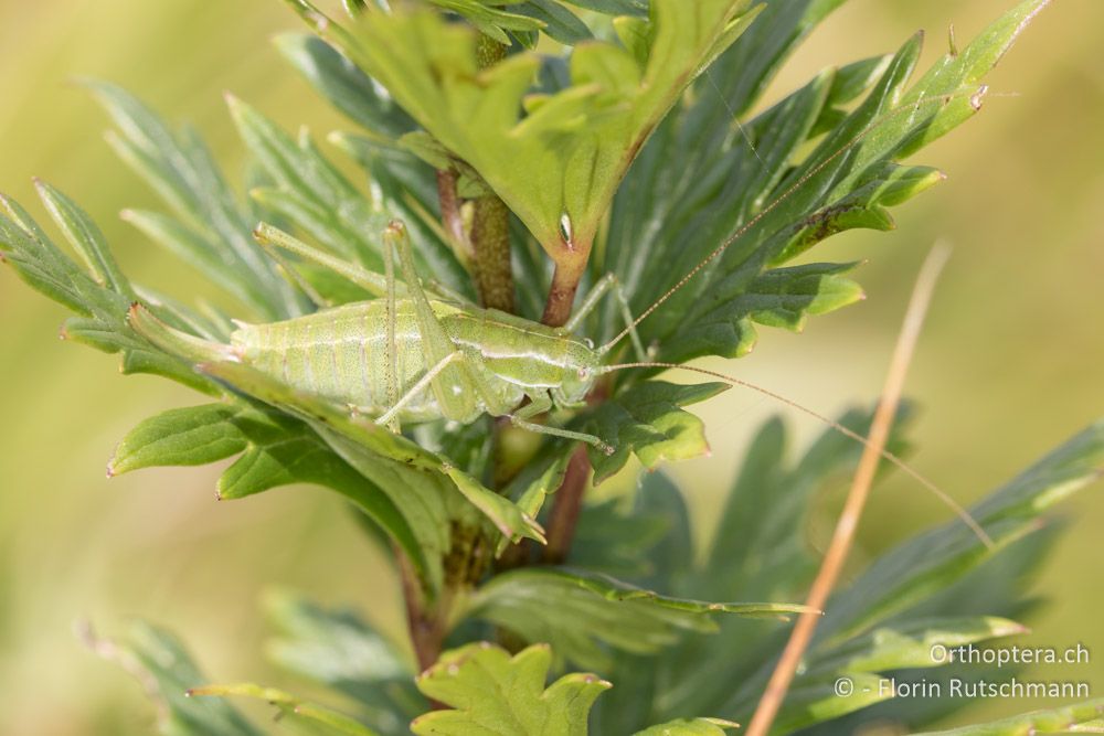 Poecilimon ampliatus ♀ - HR, Istrien, Brest, 25.07.2015