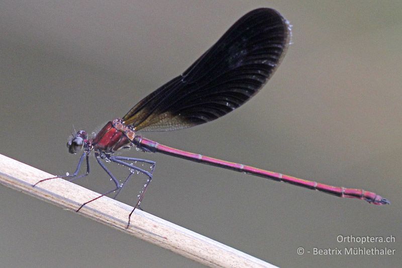 ♂ der Bronzenen Prachtlibelle (Calopteryx haemorrhoidalis) - FR, Crau, 07.07.2014