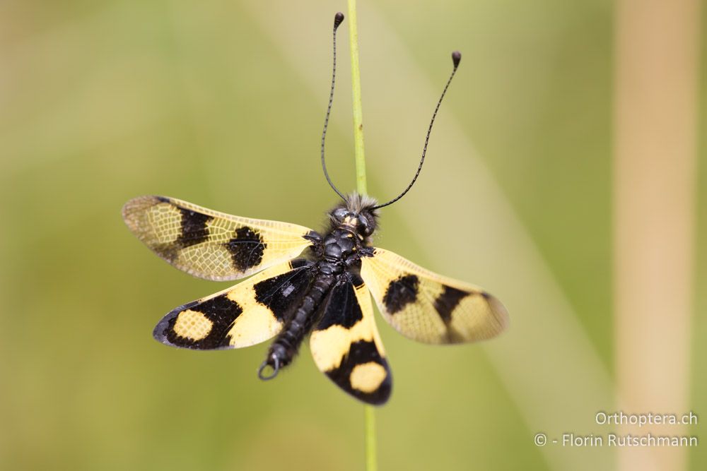 Östlicher Schmetterlingshaft (Libelloides macaronius) - HR, Istrien, Mutvoran, 20.06.2016