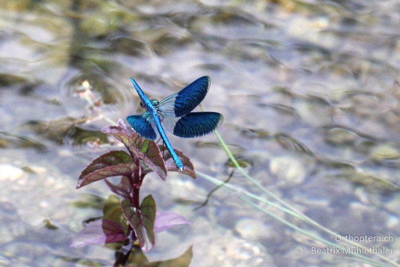 Gebänderte Prachtlibelle (Calopteryx splendens) - FR, Crau, 07.07.2014