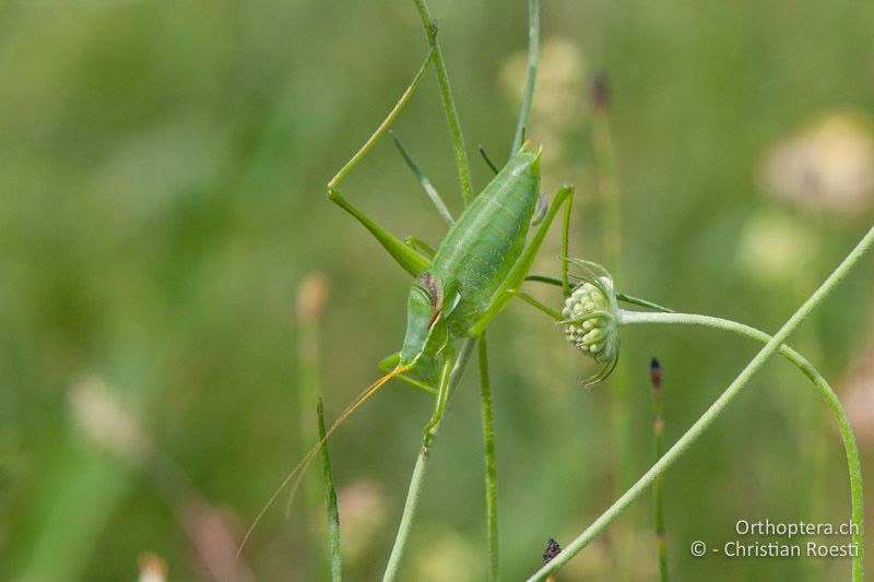 Isophya costata ♂ - AT, Niederösterreich, Ebergassing, 25.06.2008