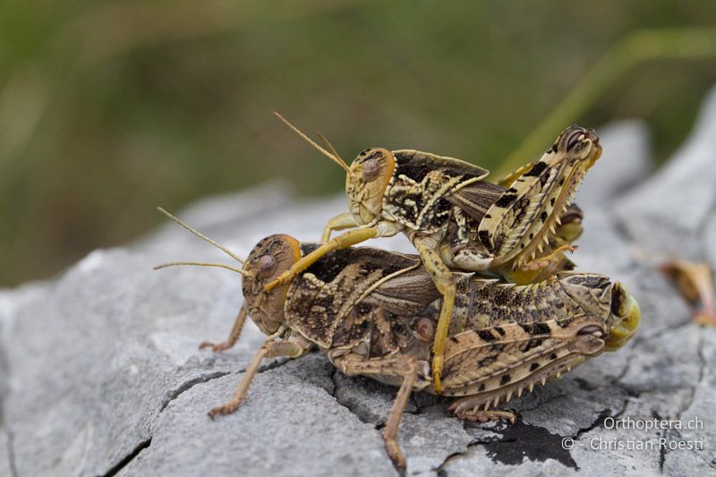 Paarung von Prionotropis hystrix hystrix - HR, Istrien, Salakovci, 13.06.2014