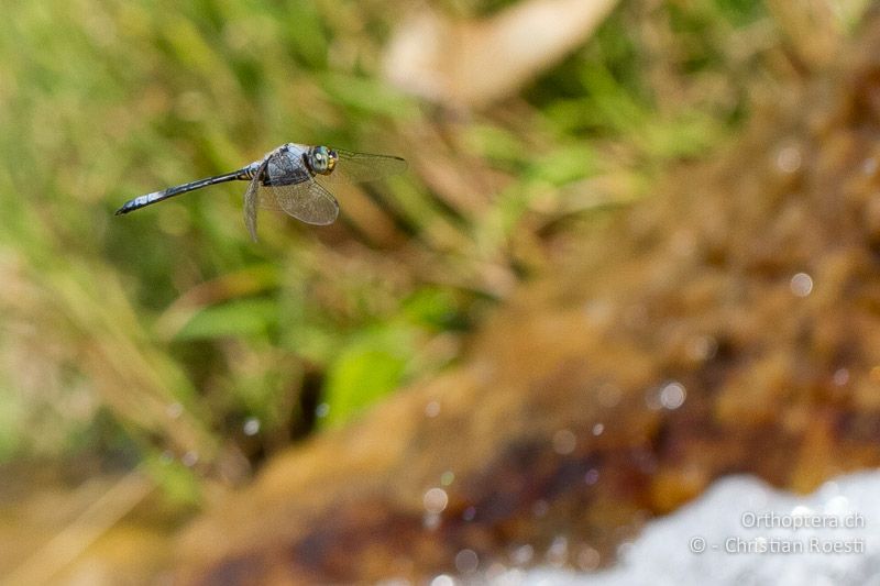 Zygonyx natalensis, Blue Cascader ♂ - SA, Nort West, Rustenburg, Magaliesberg, 14.01.2015