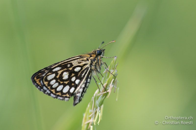 Spiegelfleck-Dickkopffalter (Heteropterus morpheus) - HR, Istrien, Cerovlje, 24.06.2016