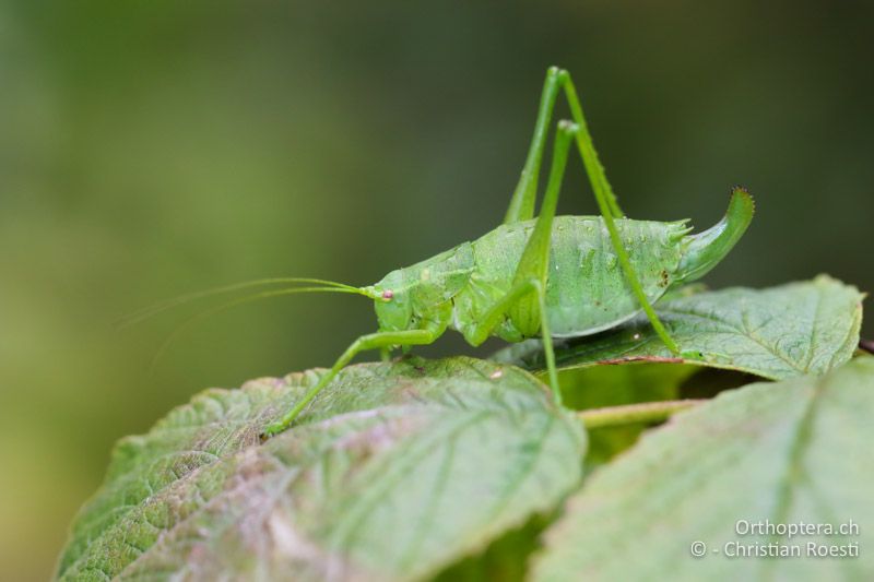 Poecilimon gracilis ♀ - SLO, Gorenjska, Bohinjska Bela, 18.09.2016