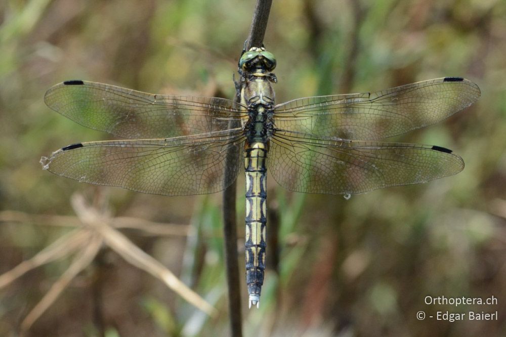 Orthetrum albistylum ♀ - BG, Blagoewgrad, Ribnik an der Struma, 13.07.2018