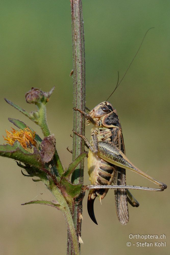 Platycleis romana ♀ - HR, Istrien, Boljunsko Polje, 20.07.2015