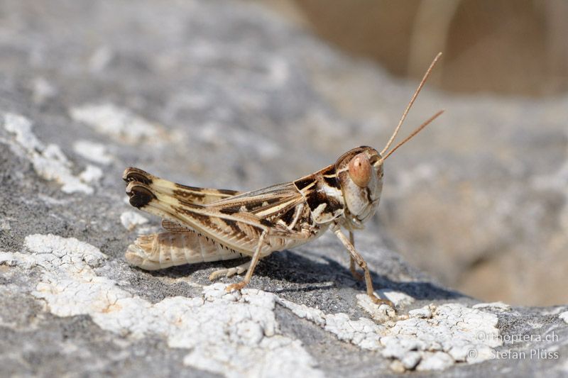 Dociostaurus anatolicus ♂ - GR, Zentralmakedonien, Alistrati, 07.07.2013