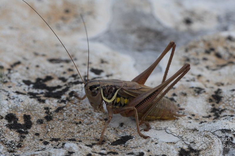 Metrioptera azami azami ♂ - FR, bei Rians, 06.07.2014