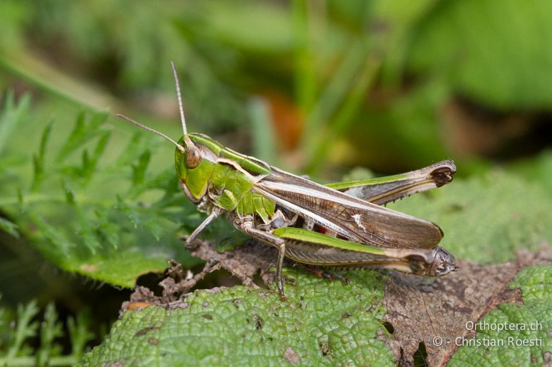 Stenobothrus lineatus ♀ - CH, BE, Bremgarten bei Bern, Hoger, 13.09.2013