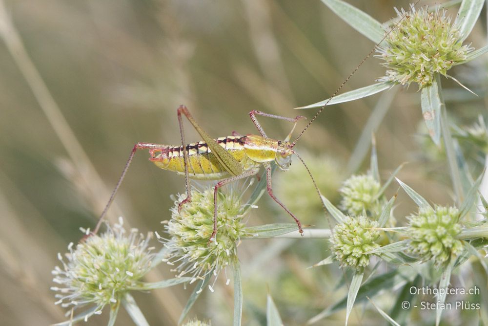 Poecilimon brunneri ♂ - BG, Chaskowo, Matochina, 09.07.2018