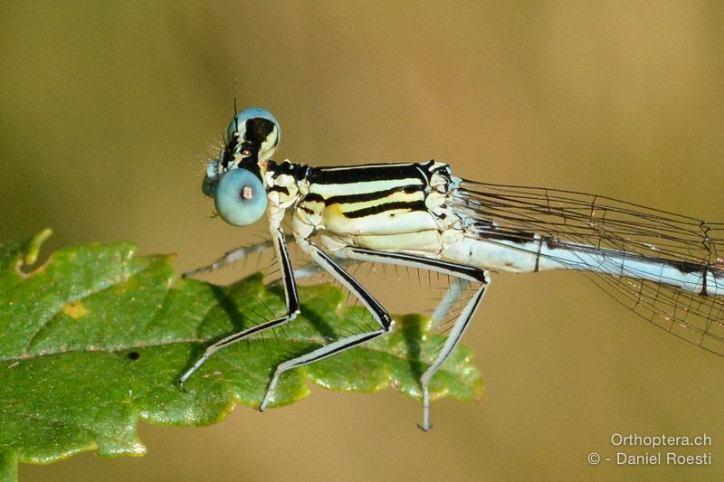 Blaue Federlibelle ♂ - HR, Istrien, Boljunsko Polje, 20.07.2015