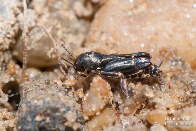 Xya pfaendleri ♂ - AT, Burgenland, Apetlon, Rosaliakapelle, 30.06.2010