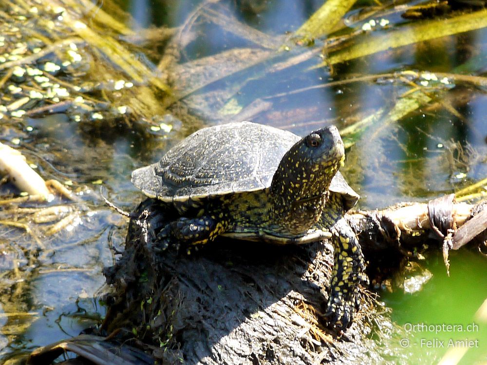 Europäische Sumpfschildkröte (Emys orbicularis) - GR, Zentralmakedonien, Kerkini-See, 08.07.2013