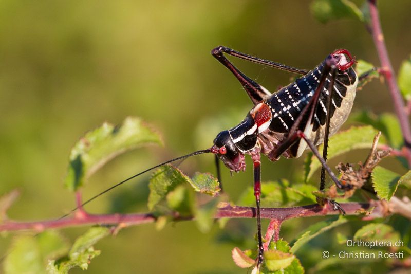 Barbitistes ocskayi ♂ - HR, Istrien, Prodol, 03.06.2014