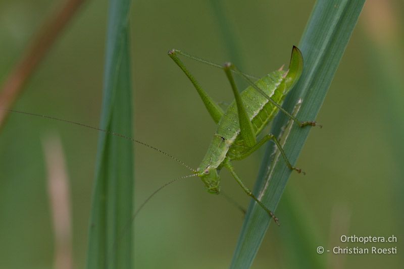 Leptophyes boscii ♀ - HR, Istrien, Vozilići, 13.06.2014