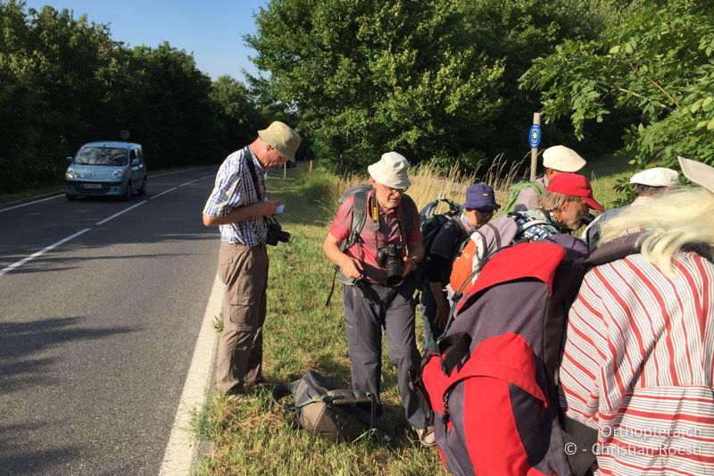 Andrang für ein Foto von Barbitistes serricauda - AT, Niederösterreich, Mödling, 07.07.2018