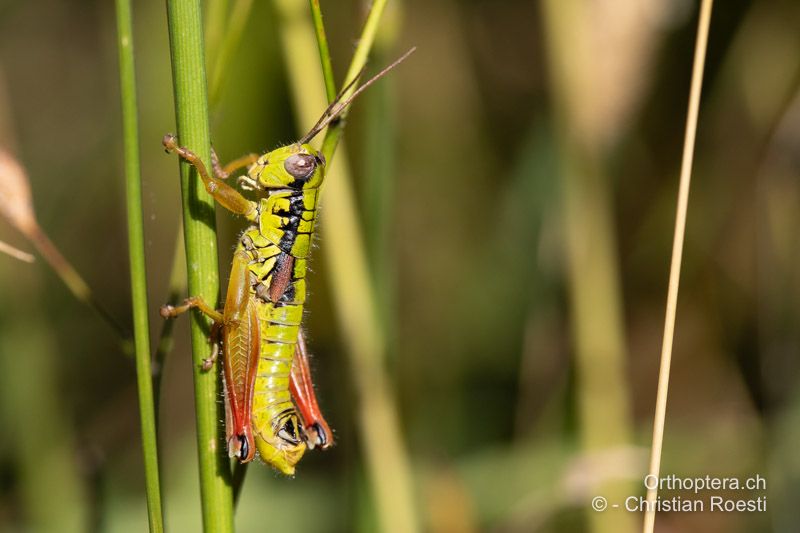 Pseudopodisma fieberi ♂ - HR, Dalmatien, Otric, 01.08.2022