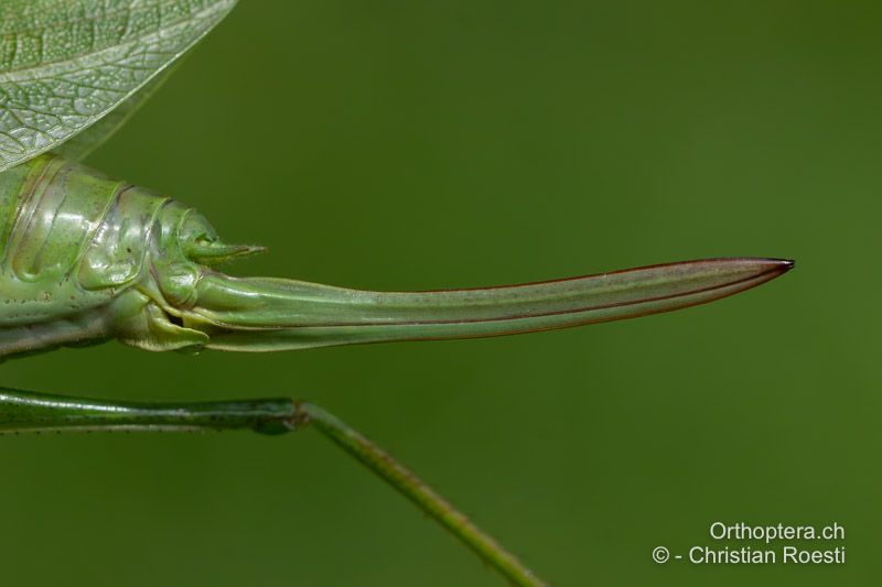 Subgenitalplatte von Tettigonia cantans ♀ - CH, BE, Worb, 08.08.2024