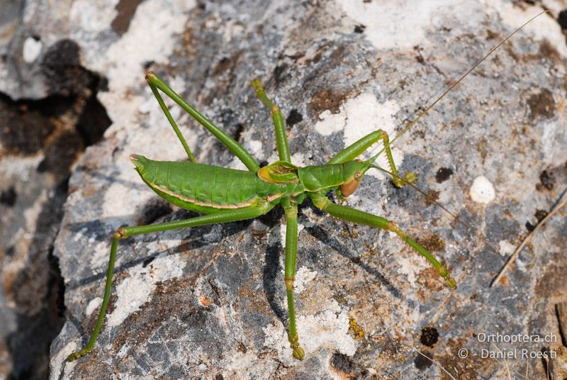 Sägeschrecke Saga hellenica ♂ - GR, Westmakedonien, Klidi, 09.07.2013