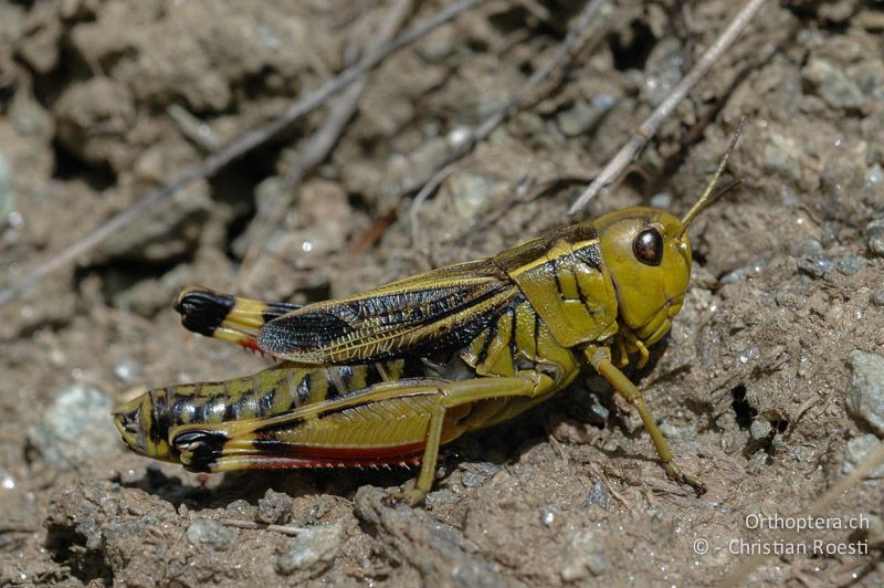 ♀ von Arcyptera fusca - IT, Aostatal, Lago di Chamolé, 04.08.2006