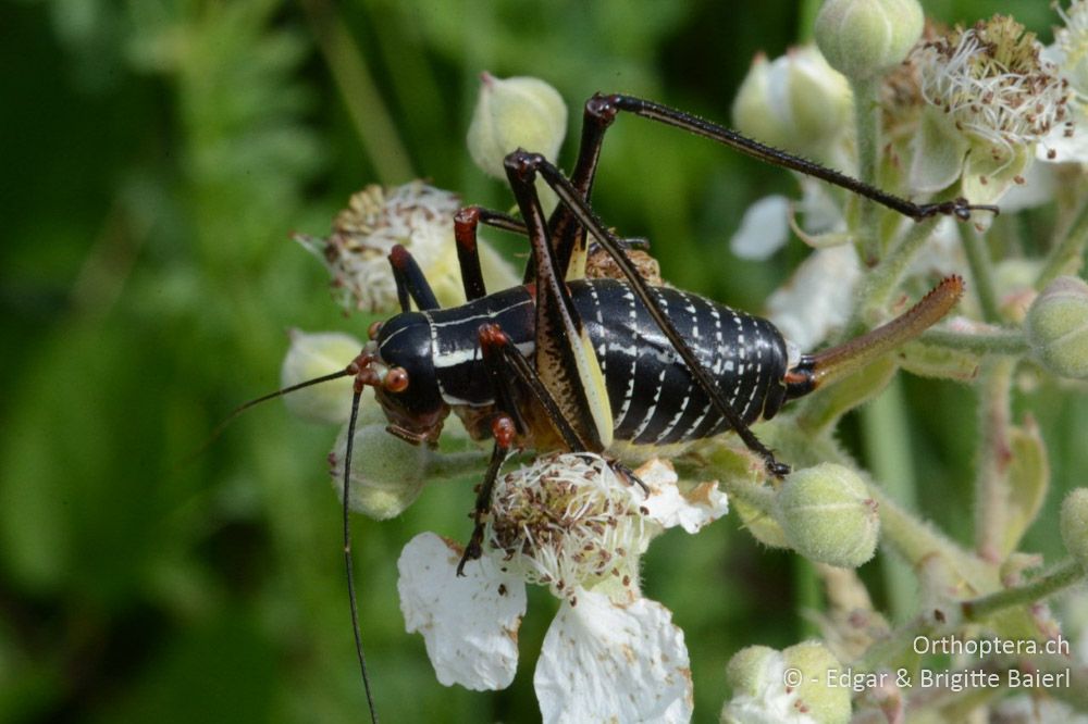 Barbitistes ocskayi ♀ - HR, Istrien, Bokordići, 19.06.2016