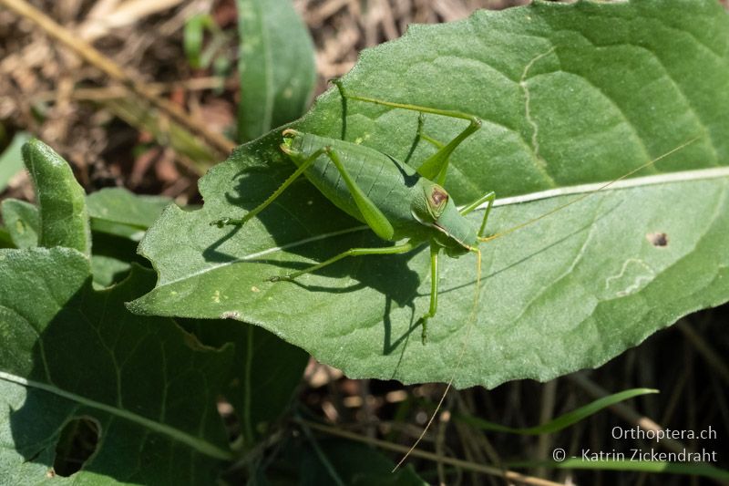 Grosse Plumpschrecke (Isophya modestior) ♂ - AT, Niederösterreich, Eichkogl bei Mödling, 07.07.2018