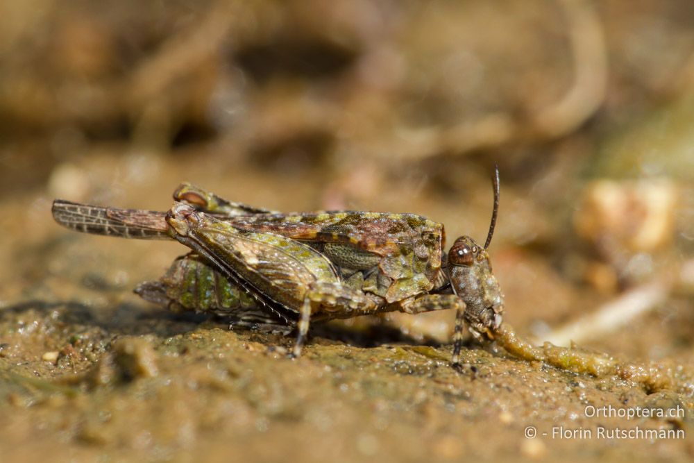 Mittelmeer-Dornschrecke (Paratettix meridionalis) bei der Nahrungsaufnahme - Westlich von Paramythia, 11.07.2011