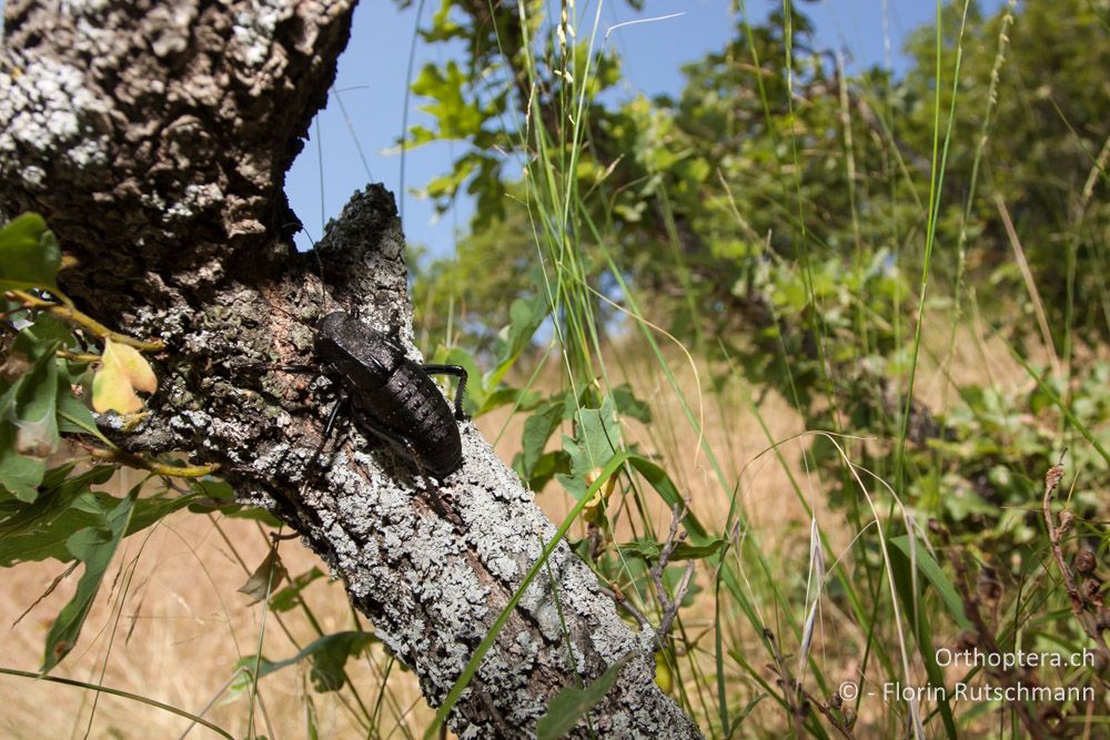 Bradyporus dasypus in einem trockenen Eichenwald - Meteora, 15.07.2011