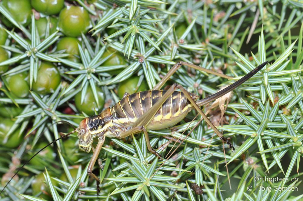 Weibliche Larve von Ephippiger discoidalis - HR, Istrien, Premantura, Gornji Kamenjak, 20.06.2016