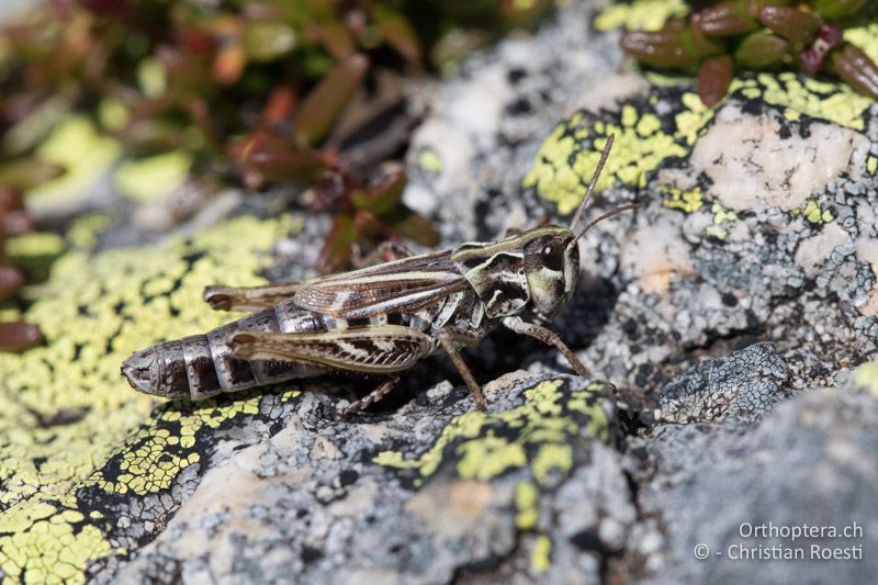 Aeropedellus variegatus ♀ - CH, GR, Muottas Muragl, 19.09.2019