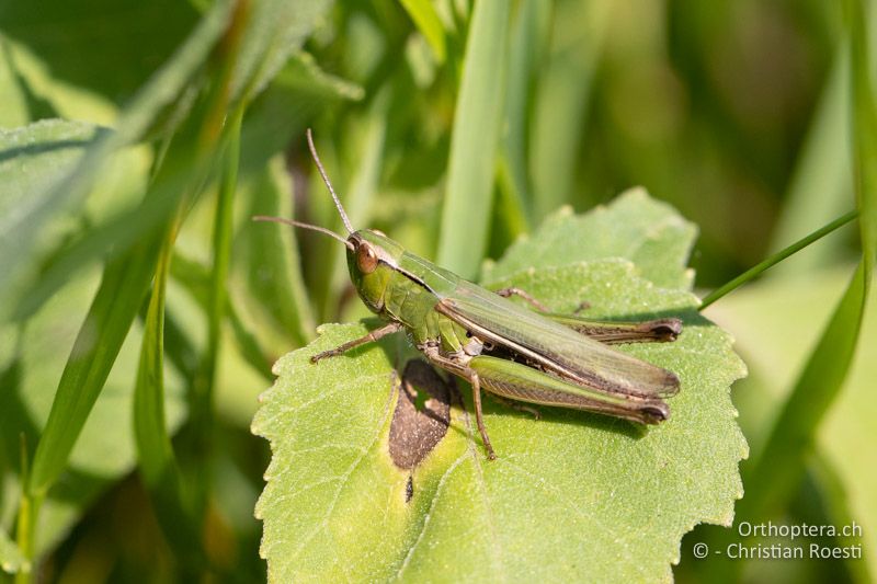 Chorthippus oschei ♀ - RU, Dobrudscha, Donaudelta, Mila 23, 14.07.2021