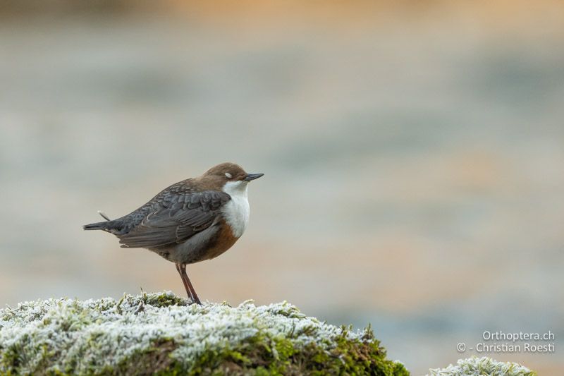 Wasseramsel