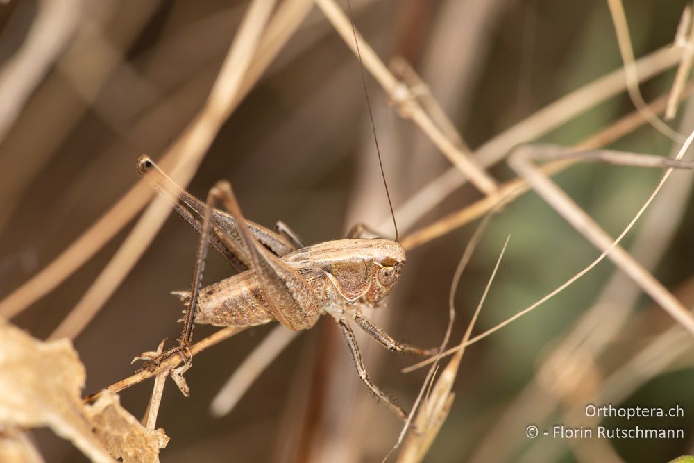 Incertana incerta ♂ - GR, Ionische Inseln, Lefkada, 10.06.2024