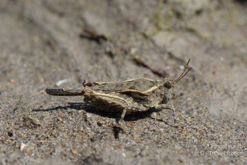 Mittelmeer-Dornschrecke (Paratettix meridionalis) ♂ - FR, bei Manosque, 05.07.2014