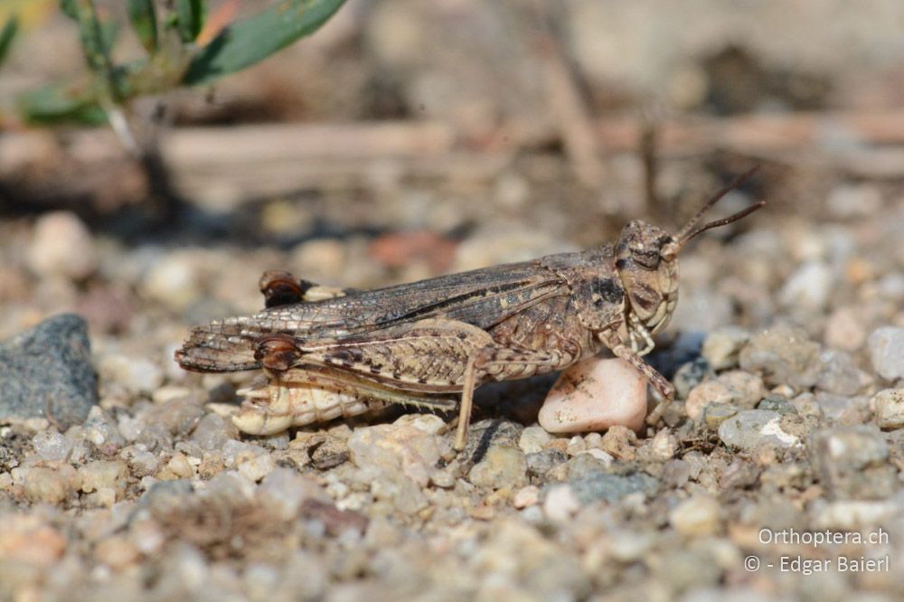 Acrotylus insubricus ♂ - BG, Blagoewgrad, Ribnik an der Struma, 13.07.2018