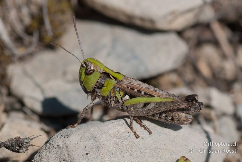 Myrmeleotettix maculatus ♀ - FR, Hautes-Alpes, Col de Manse bei Gap, 25.06.2009