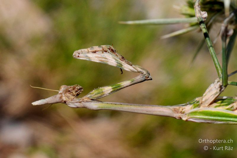 Hauben-Fangschrecke (Empusa pennata) ♀ - FR, Plateau d' Aumelas, 11.07.2014