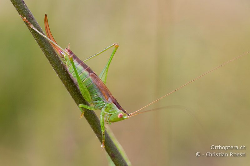 Conocephalus dorsalis ♀ - CH, VD, Cudrefin, 25.08.2011