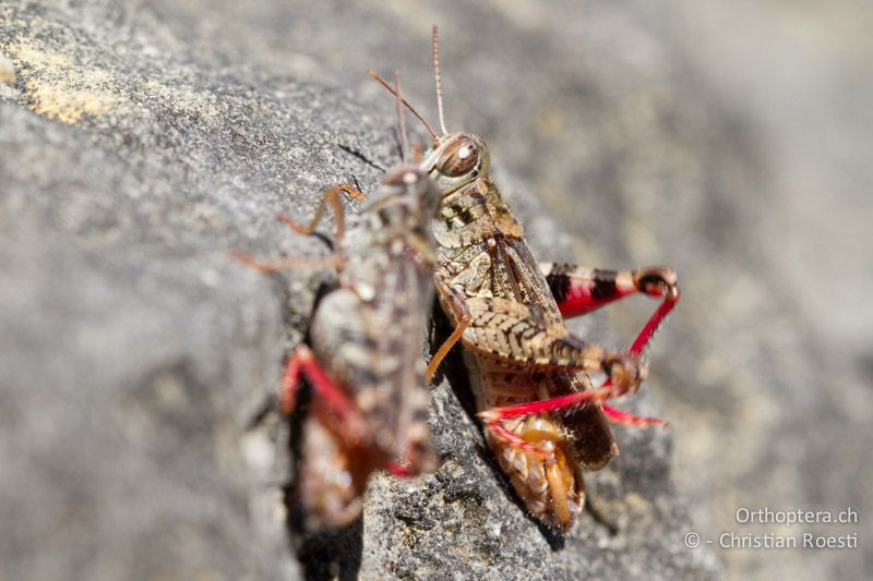 Zwei ♂♂ von Calliptamus barbarus rivalisieren sich und heben dazu die Beine an. Man sieht die grossen, dunklen und abgesetzten Flecken, die sie auch von Calliptamus italicus unterscheiden - CH, BE, Biel, 09.09.2013