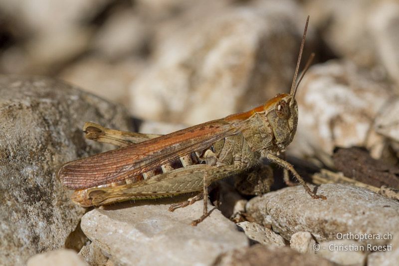 Chorthippus brunneus ♀ - CH, BE, Biel, 09.09.2013