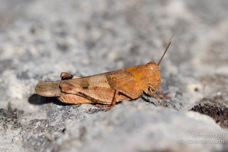 Oedipoda caerulescens ♀ - CH, VS, Leuk, 11.08.2013