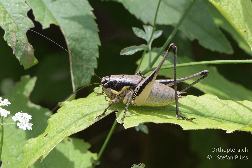 Parapholidoptera castaneoviridis ♂ - BG, Chaskowo, Matochina, 09.07.2018