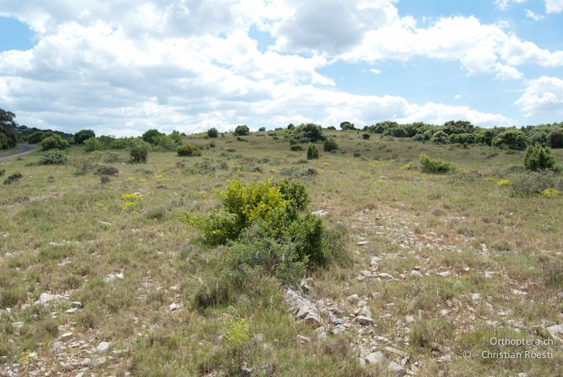 Plateau d'Aumelas