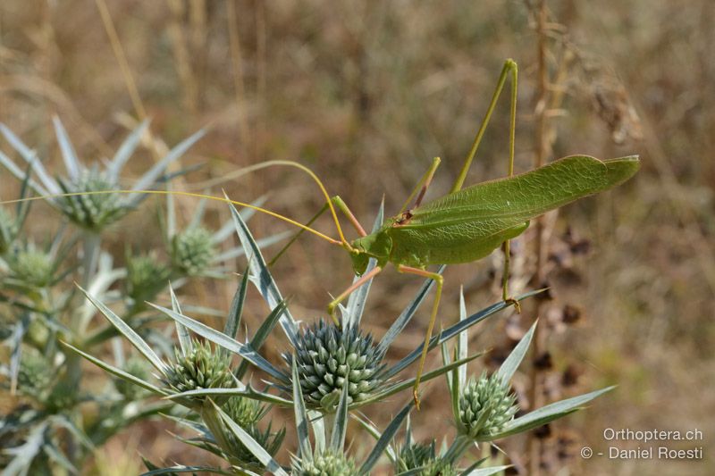 Acrometopa macropoda ♂ - HR, Istrien, Svetvinčenat, 19.07.2015