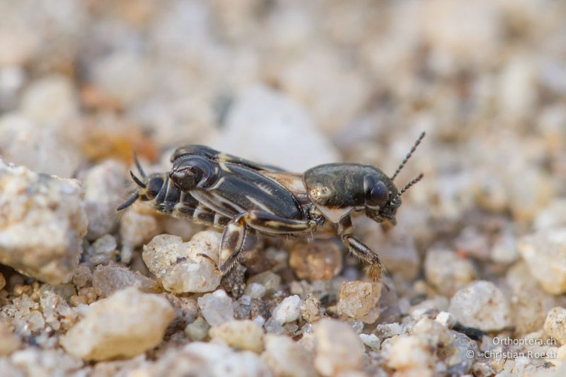 Männchen der Dreizehen-Grabschrecke (Xya variegata). An der Arda bei Stojanovo (Ardino), 22.04.2012